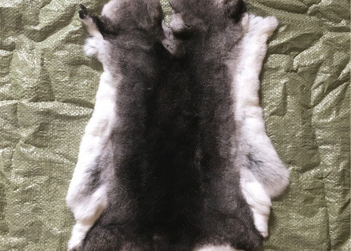 Light Grey Rex Rabbit Fur Neck Warmer , Real Rex Rabbit Pelts Skin For Plate Blanket