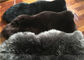 Real Sheepskin Rug Natural Long Black Wool Merino Lamb Fur Flooring Cover supplier