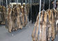 Grade A Black Coats Raccoon Fur Collar Comfortable Warm With Satin Lining supplier