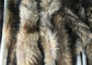 Large Detachable Raccoon Hood Trim , Natural Color Overcoat Fur Collar  supplier