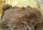Long Hair Lambs Wool Padding For Chair , Soft Sheepskin Floor Cushion 45 X 45 Cm supplier