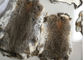Coat Lining Whole Rex Rabbit Skin Real Soft Fluffy Heavy Density For Winter supplier