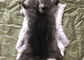 Light Grey Rex Rabbit Fur Neck Warmer , Real Rex Rabbit Pelts Skin For Plate Blanket supplier