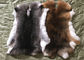 Tanned Grass Rex Rabbit Skin Fur Customized Size For Accessories / Clothing supplier