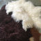 100% Sheepskin Natural Long hair Mongolian Lambskin Cream White Curly fur rug supplier